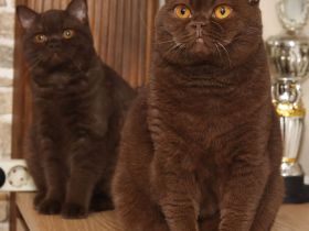 Wir Sind Eine Familiäre Hobbyzucht In Baden-Württemberg