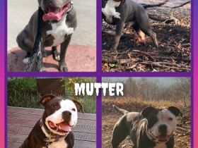 Am 12.10.22 ist unsere Hündin Mama von 9 süßen Welpen