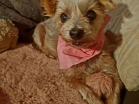 Lizzy, Klein aber oHohOh .... 7 Jahre, aber verspielt