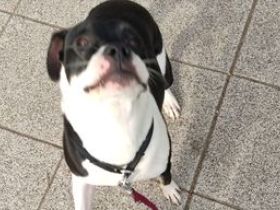 Cookie, Hallo Ihr... Bin ein Bulli Mix...bei mir ist