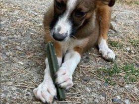 Lebensfrohes Hundekind Matei sucht sein Zuhause ! Rüde,