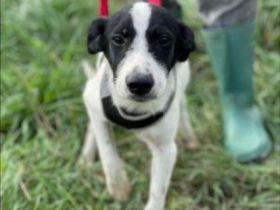 SOS für Hundekind loretta, sie ist im Shelter ! geb. ca