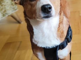 Susi ein Corgi- Jack Russel Mischlingsmädchen