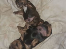 Unsere Welpen haben sich prächtig entwickelt,sie stehen