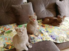 2 Britisch-Kurzhaar-Kitten (m/w) im Alter von 15 Wochen