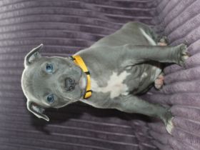 American Staffordshire Terrier, Welpen