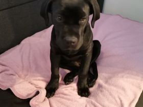 Unsere cane Corso Hündin Kira sucht dringend und