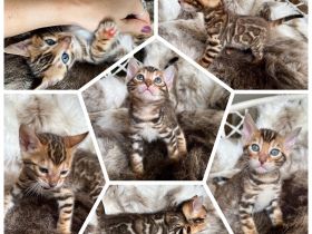 Mini Designer Wärmflaschen suchen ein neues Zuhause.