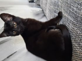 Ab sofort suchen noch 1 junge und 2 Mädchen ein neues