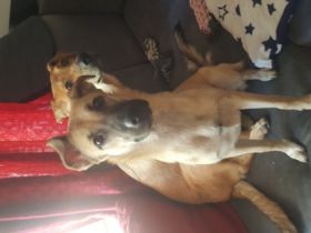 Hope sucht dringend ein Zuhause. Geboren sind sie am 28