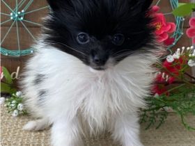 Unsere 5 wundervollen Zwergspitzwelpen sind am 17.07