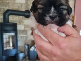 Hallo unser nemo geb.23.09.2022 sucht ab Dezember ein