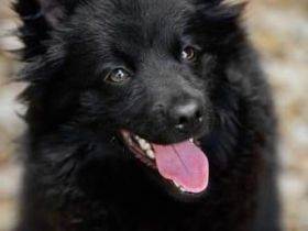 Wir haben noch zwei junge Rüden der Rasse "Mittelspitz