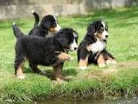 Der Wurf besteht aus 8 Welpen, sie werden nur Geimpft