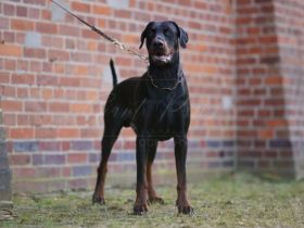 Dobergaarden forever Hercules, Dobermann