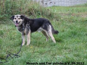 Benji wurde ca. 2016 geboren und ist ca. 45 cm groß. Er