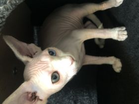 Hallo, Liebevolle Sphynx-Kitten an verantwortungsvolle
