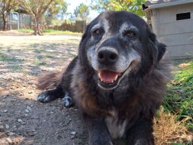 Amber - besondere Hundeseele sucht ihr Körbchen