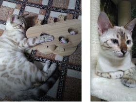 Bengal Katze mit Stammbaum und gechipt