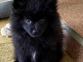 Wir freuen uns , dass Sie sich für einen Spitz