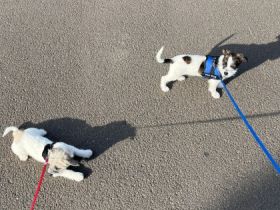 War ein Unfall jetzt ist noch Amiga da und sucht ein