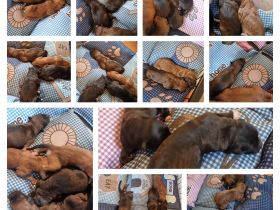 Unsere belgische Schäferhündin hat am 17.10.22 9