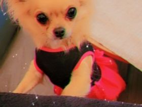 Emma, Hallo leider muss ich mich von meiner Chihuahua