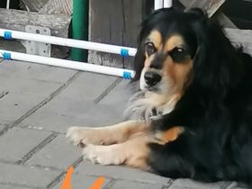 Klein bleibende hundewelpen entwurmt und das erste Mal