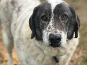 Tim - treuer Hundesenior sucht Geborgenheit