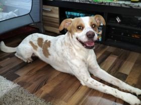 Suchen dringend ein schönes Zuhause für unseren Diego .