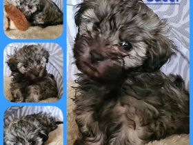 Vergeben! Süßer Havaneser Welpe reinrassig