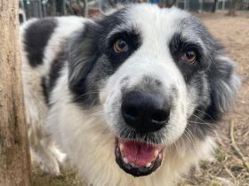 Mérida - eine liebevolle Hundedame