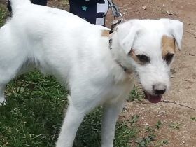 Balou von der Einöde Buchholz