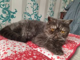 Kietzpearls Blacky, Blacky ist ein wunderschöner