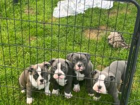 Wir suchen ab sofort ein neues Zuhause. Wir sind am 06