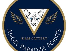 Angel Paradise Point's