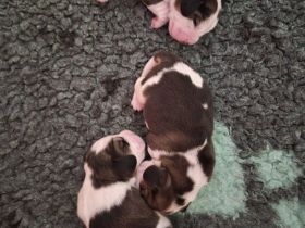 unsere Welpen sind am 2.7.26 geboren ,