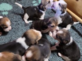 unsere Welpen sind am 20.10.22 geboren , es sind 3