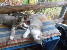 Wir 3 Kätzchen sind stubenrein, wollen Sie wärmen und