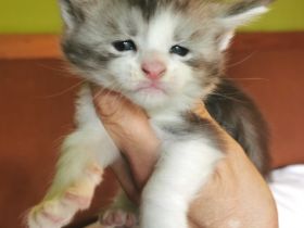 Wir haben wunderschöne Maine Coon Babys, liebevoll in