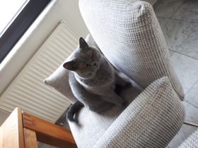 Eddy, Daisy, Daisy ist eine etwa 10 jährige, Britische