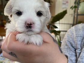 Wenn Sie kein Weihnachtsgeschenk suchen,aber einen der