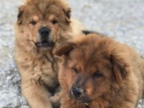 Chow Chow Mischlingswelpen suchen ein zu Hause ✨ Ein