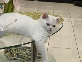 Der unsere kleine Lucy sucht neue Haus Lucy ist jetzt 4