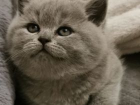 Hallo liebe Katzenfreunde, unsere reinrassige Sally (1