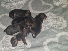 Hallo wir haben am 19.10.2022 einen Kurzhaar Zwegdackel