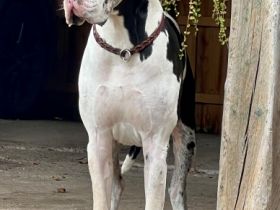 Deutsche Dogge, Welpen