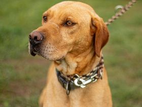 Herceg -kräftiger und bewegungsfreudiger Sportsfreund