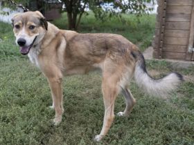 Csibesz- ruhiger, beseelter Beobachter