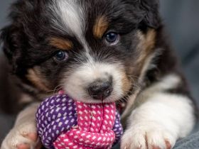 Willkommen bei den CM-THUNDERSTORMAUSSIES Wir planen